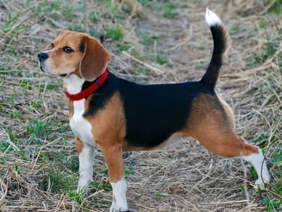 Photo d'un Beagle