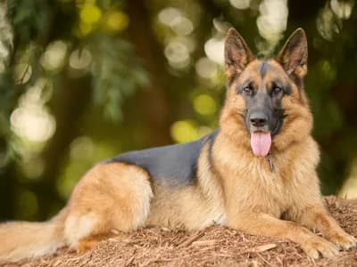 Photo d'un Berger Allemand