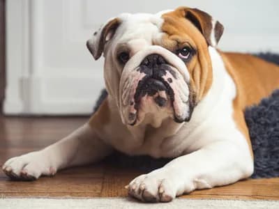 Photo d'un Bouledogue Français