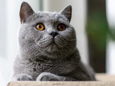 Photo d'un British Shorthair