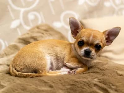 Photo d'un Chihuahua