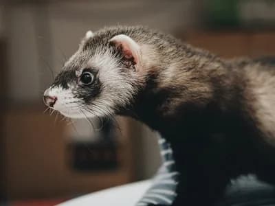 Photo d'un Furet