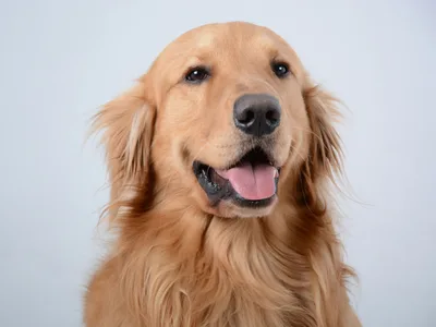 Photo d'un Golden Retriever