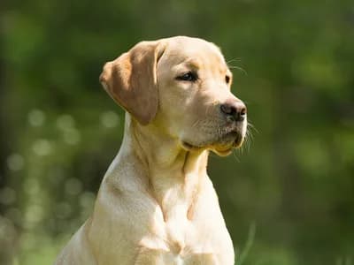 Photo d'un Labrador