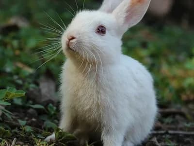 Photo d'un Lapin