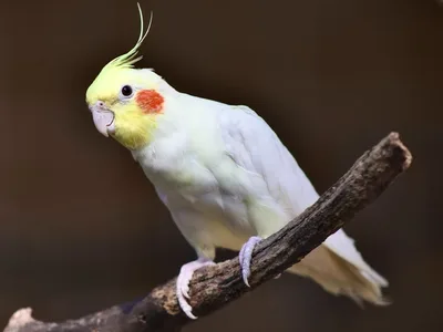 Photo d'un Oiseau / Perroquet