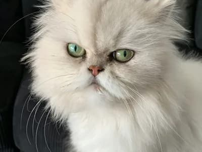 Photo d'un Persan