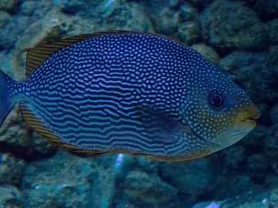 Photo d'un Poisson exotique