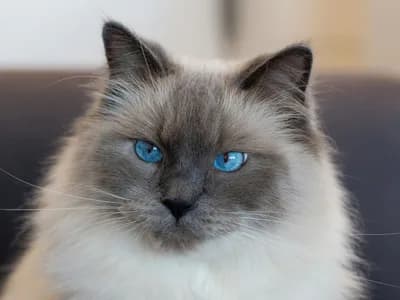 Photo d'un Ragdoll