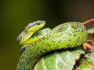 Photo d'un Reptile
