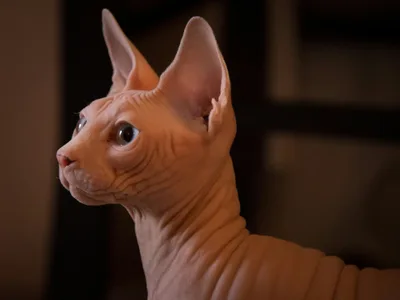 Photo d'un Sphynx
