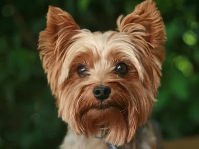 Photo d'un Yorkshire Terrier